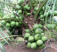 Trồng dừa lạ cây 1m đã có quả, bán cả trái và giống thu tỷ bạc